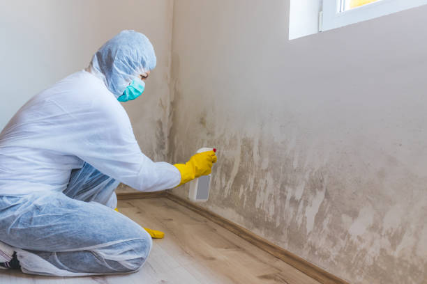 Licensed Mold Remediation service in Newport, NC - WQB Mold Removal